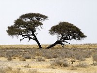 Etosha P8284840AUG08