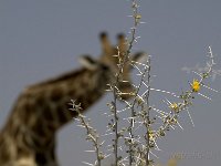 Etosha P8284931AUG08