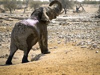 Etosha P8284972AUG08