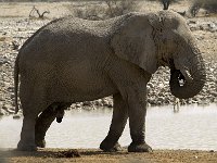 Etosha P8284991AUG08