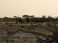 Etosha P8285038AUG08