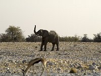 Etosha P8285064AUG08