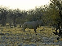 Etosha P8285086AUG08 bearbeitet-1