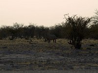 Etosha P8285087AUG08