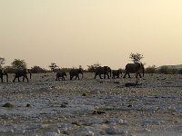 Etosha P8285089AUG08