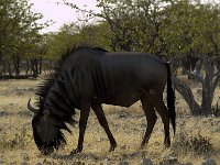 Etosha P8295104AUG08