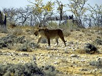 Etosha P8295137AUG08 bearbeitet-1