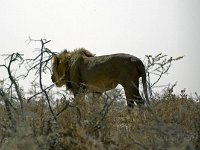 Etosha P8295149AUG08 bearbeitet-1