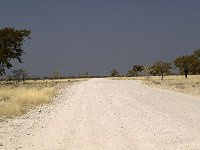 Etosha P8295194AUG08