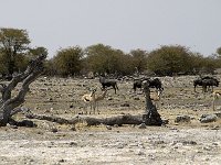 Etosha P8295199AUG08