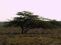 Etosha P8295294AUG08