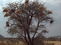 Kalahari P8203422AUG08