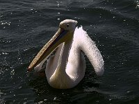 Walvis P8244316AUG08